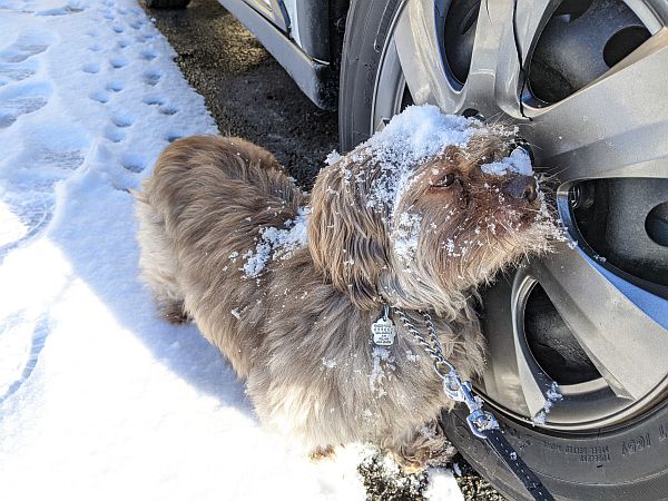 Pavlov, o cachorro, coberto de neve"