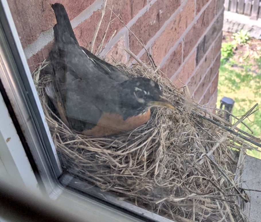 Canário sentado no ninho"