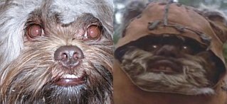 Pavlov e um Ewok lado a lado