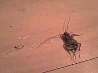 mar palace copacabana