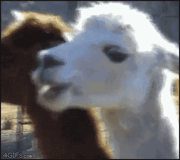 alpaca alpaca